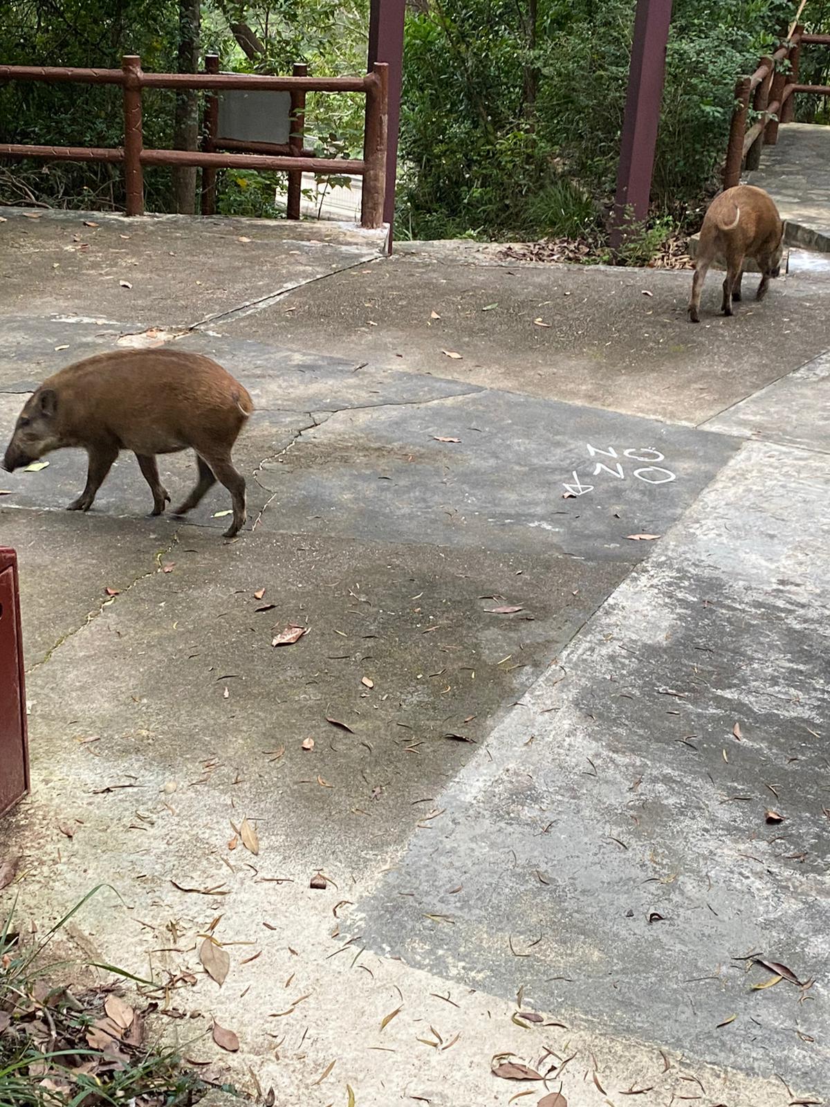 Enter the PIGS